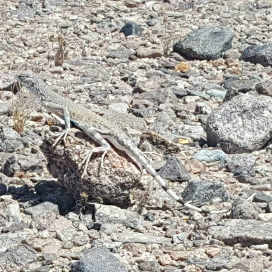 Zebra tailed lizard #drylab2023 #southwest #desert #waterscarcity #reptiles